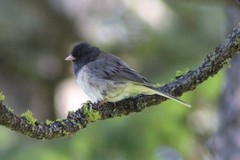 Junco hyemalis montanus