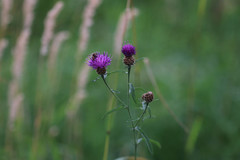 Centaurea decipiens