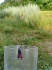 Zygaena sarpedon