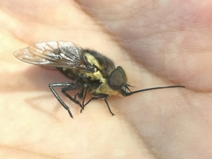 Pangoniinae