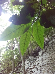 Coccoloba diversifolia