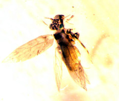 Lepidopsocidae