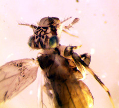 Lepidopsocidae