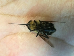 Pangoniinae