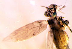 Lepidopsocidae