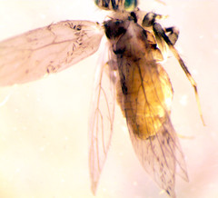 Lepidopsocidae