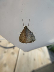 Evergestis pallidata