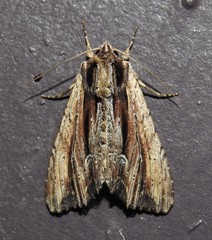 Apamea verbascoides