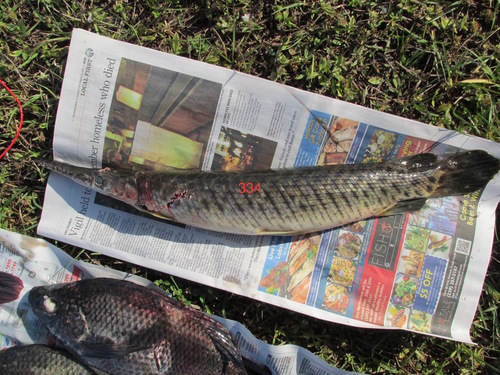 Florida Gar