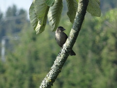 Molothrus bonariensis