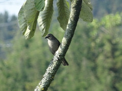 Molothrus bonariensis