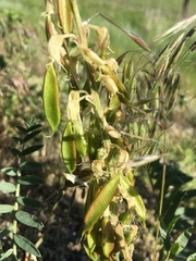 Astragalus racemosus