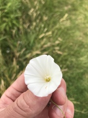 Convolvulus arvensis