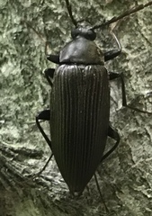 Capnochroa