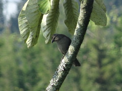 Molothrus bonariensis