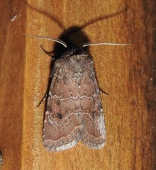 Protorthodes oviduca