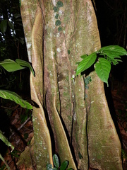 Apeiba albiflora