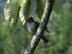 Molothrus bonariensis