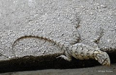 Tropidurus spinulosus