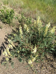 Astragalus racemosus