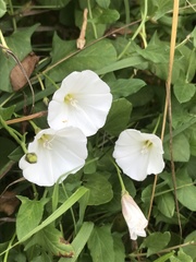Convolvulus arvensis