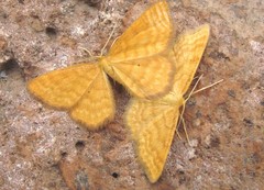 Idaea serpentata