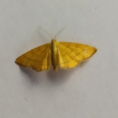 Idaea serpentata