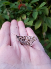 Vanessa cardui