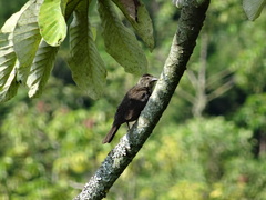 Molothrus bonariensis