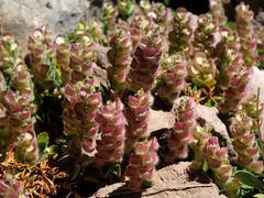 Scutellaria utriculata