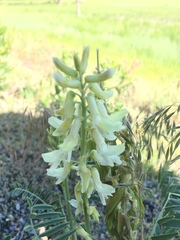 Astragalus racemosus