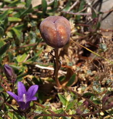 Fritillaria hermonis