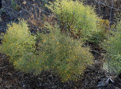 Hypericum triquetrifolium