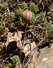 Fritillaria hermonis