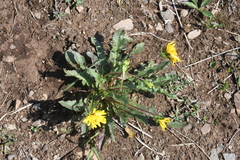 Taraxacum macroceras