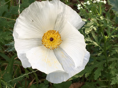 Argemone albiflora texana
