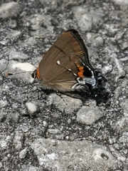 Electrostrymon angelia