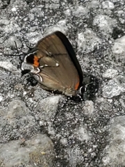 Electrostrymon angelia