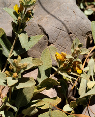 Phlomis brevilabris