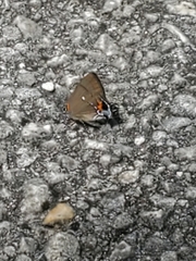 Electrostrymon angelia