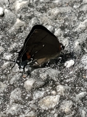 Electrostrymon angelia