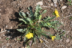 Taraxacum macroceras