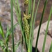Carex Sect. Phacocystis - Photo (c) Nate Martineau, some rights reserved (CC BY-NC), uploaded by Nate Martineau