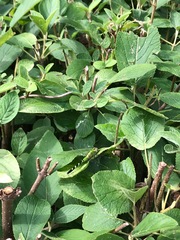 Erythemis simplicicollis