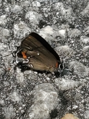 Electrostrymon angelia