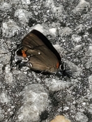Electrostrymon angelia