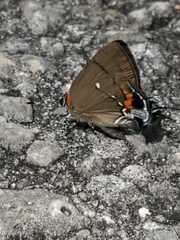 Electrostrymon angelia