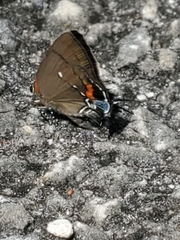 Electrostrymon angelia