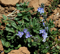 Veronica orientalis