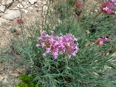 Centranthus lecoqii
